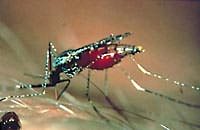 Vecteur du Paludisme